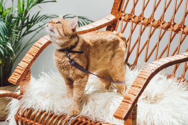 sevimli yerli zencefil kedi kira kontratı ayakta sallanan sandalyede oturma odası ile