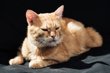 sevimli yerli zencefil kedi siyah battaniye var pinekleme