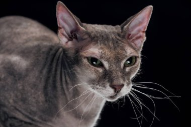 Aile içi gri sphynx kedi uzakta üstünde siyah izole arıyorsunuz