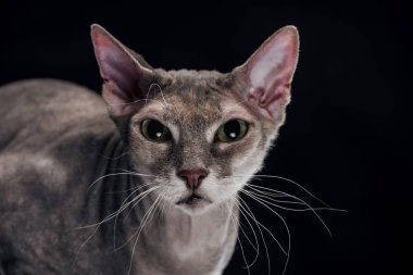 Aile içi gri sphynx kedi siyah izole kamera seyir