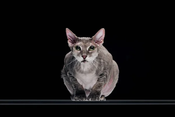 Domestic Grey Sphynx Cat Sitting Isolated Black — Stock Photo, Image