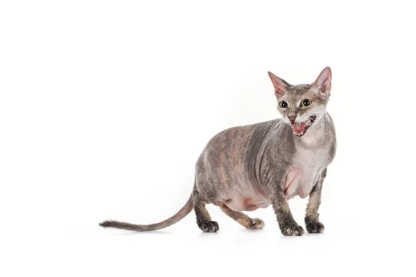 Domestic Grey Sphynx Cat Standing Meowing Isolated White — Free Stock Photo