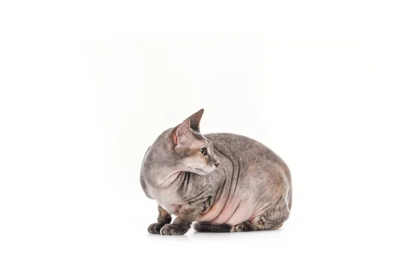 Side View Grey Sphynx Cat Looking Away Isolated White — Free Stock Photo