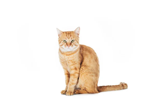Cute Domestic Red Cat Sitting Looking Camera Isolated White — Stock Photo, Image