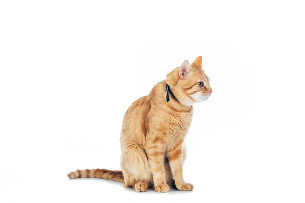 stock image cute furry ginger cat with collar looking away isolated on white