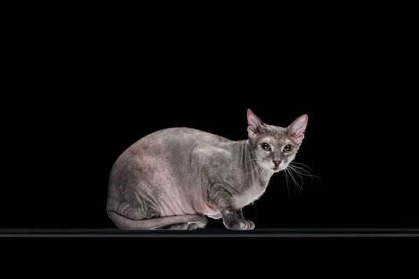 Rassegeflügel Hauskatze Mit Grauem Sphynx Schaut Kamera Isoliert Auf Schwarz — Stockfoto