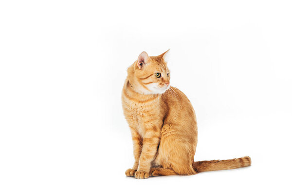 funny furry ginger cat sitting and looking away isolated on white