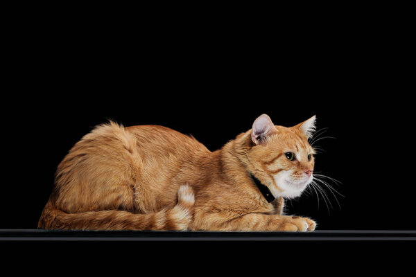 side view of cute orange tabby cat in collar lying isolated on black