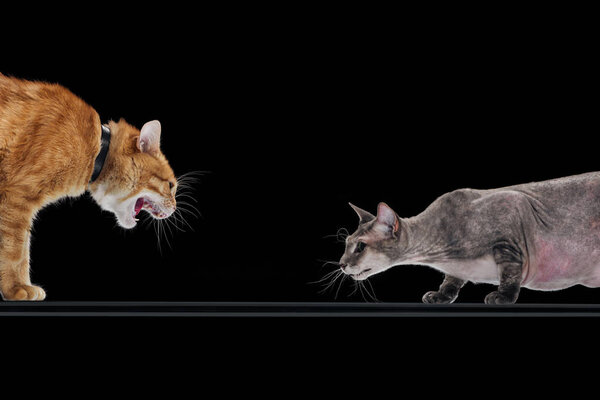 angry ginger cat hissing at sphynx cat isolated on black