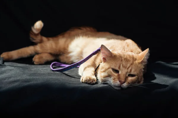 Lindo Gato Rojo Doméstico Con Correa Descansando Sobre Manta Negra — Foto de Stock