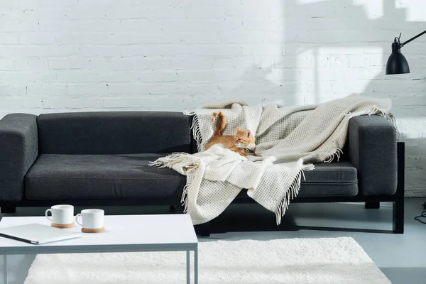 Χαριτωμένο Κατοικίδια Γάτα Τζίντζερ Ξαπλωμένη Στον Καναπέ Στο Σαλόνι — Φωτογραφία Αρχείου