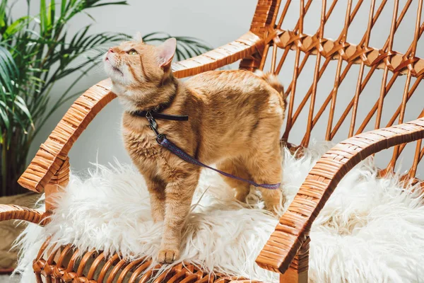 Cute Domestic Ginger Cat Leash Standing Rocking Chair Living Room — Stock Photo, Image