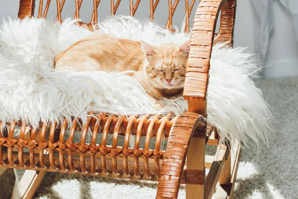 Χαριτωμένο Εγχώριο Γάτα Τζίντζερ Στον Ύπνο Στην Κουνιστή Του Πολυθρόνα — Φωτογραφία Αρχείου