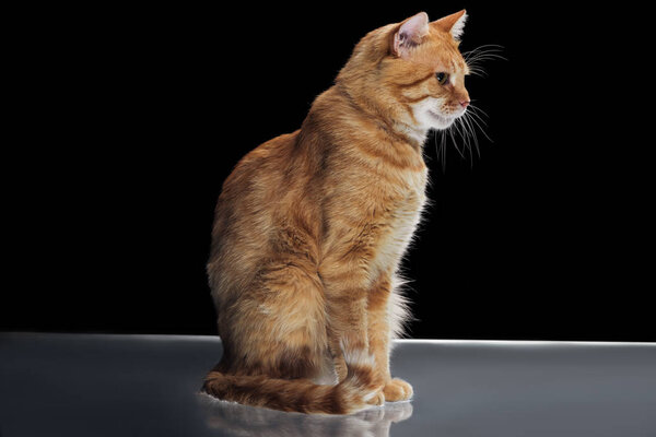 side view of cute domestic red cat sitting on reflecting surface on black