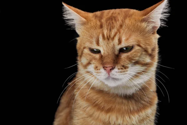 Irritated Domestic Red Cat Looking Isolated Black — Stock Photo, Image