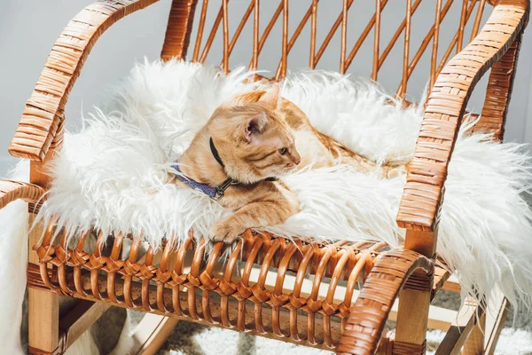 Söt Inhemska Tabby Katt Liggande Gungstol Vardagsrummet — Stockfoto