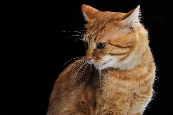 Bonito Doméstico Vermelho Gato Olhando Para Baixo Isolado Preto — Fotografia de Stock