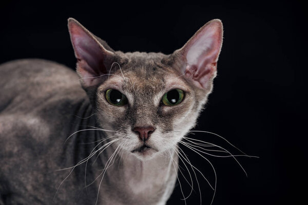 domestic grey sphynx cat looking at camera isolated on black