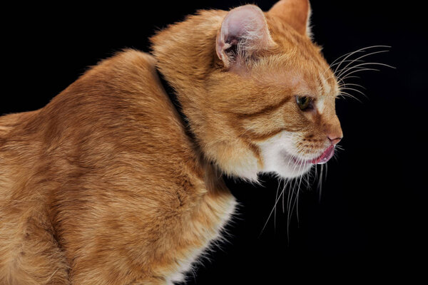 side view of cute domestic ginger cat sticking tongue out isolated on black