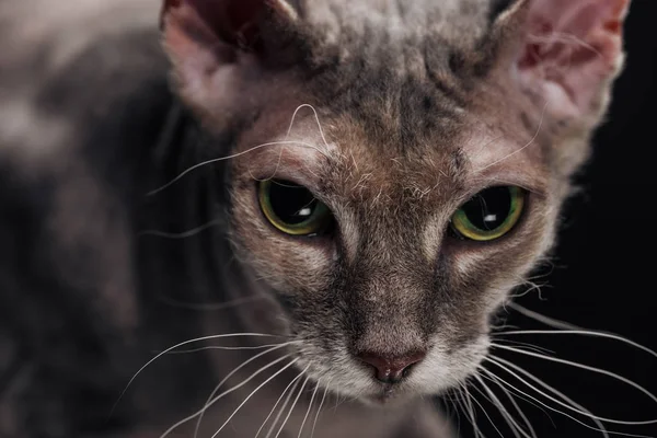 Gros Plan Chat Sphynx Gris Domestique Isolé Sur Noir — Photo