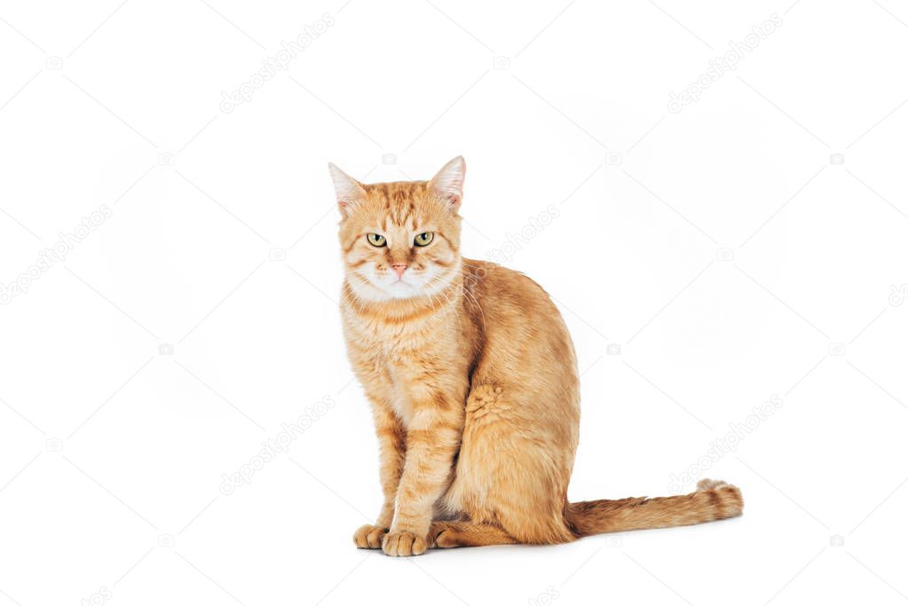 cute domestic red cat sitting and looking at camera isolated on white