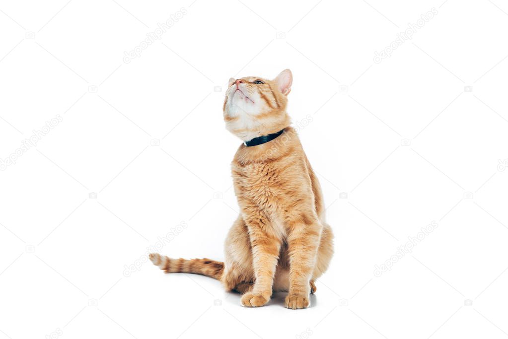 cute domestic red cat with collar looking up isolated on white