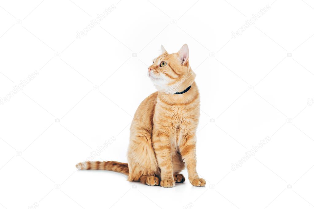 cute domestic tabby cat with collar looking up isolated on white