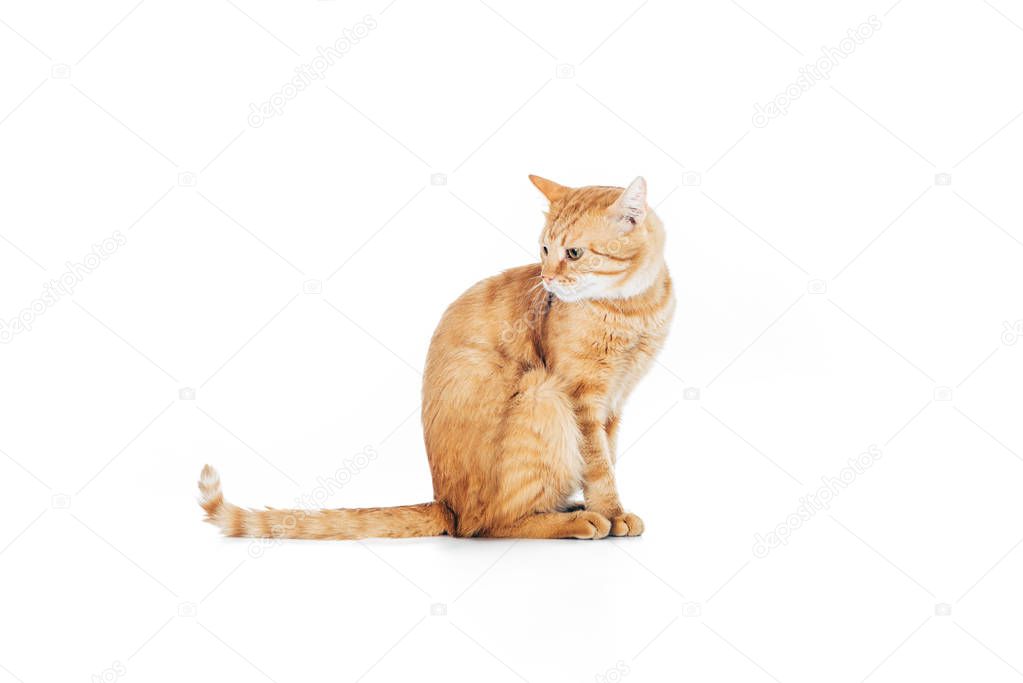 side view of cute domestic ginger cat with long tail sitting isolated on white