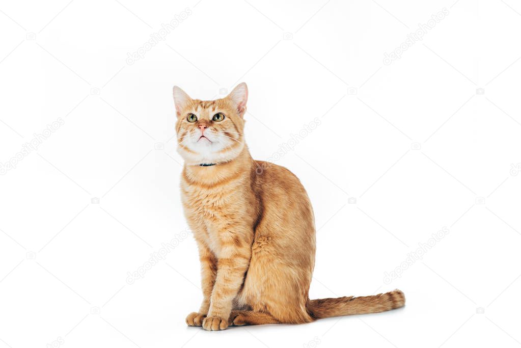 adorable domestic red cat looking up isolated on white