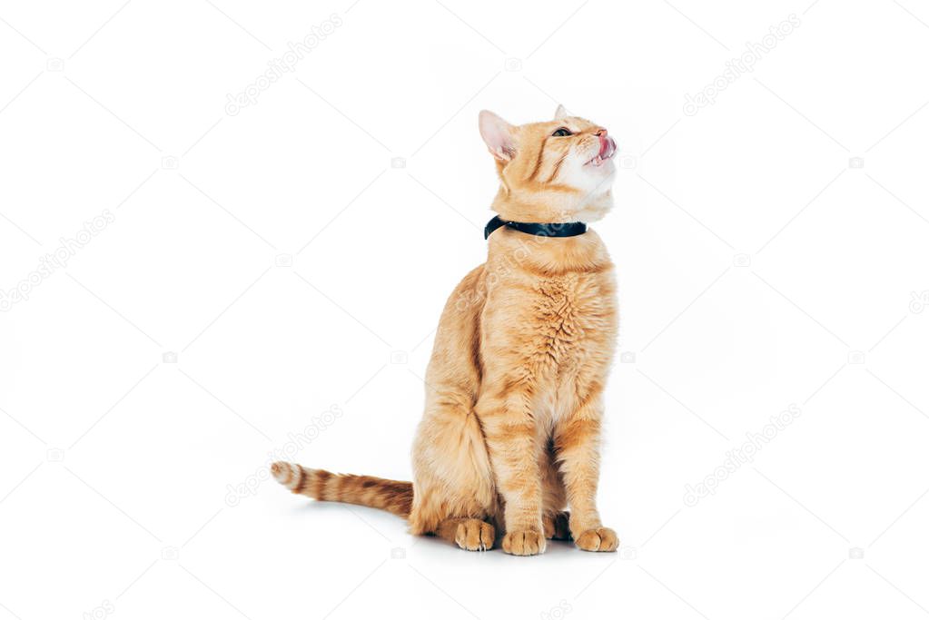 cute domestic red cat in collar looking up isolated on white