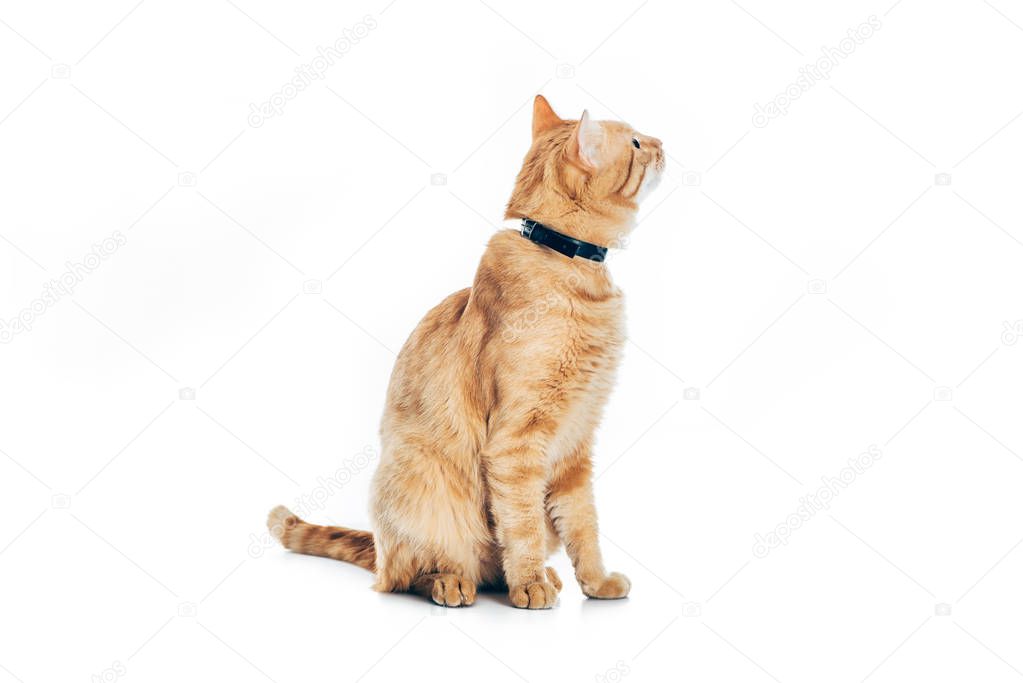 funny red cat in collar looking up isolated on white