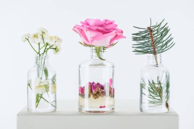 transparent bottles of natural herbal essential oils with chamomile flowers, roses and fir twig on white cube clipart