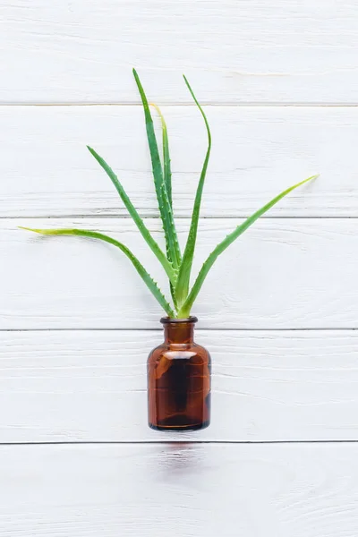Draufsicht Auf Eine Flasche Natürliches Ätherisches Kräuteröl Und Aloe Vera — Stockfoto