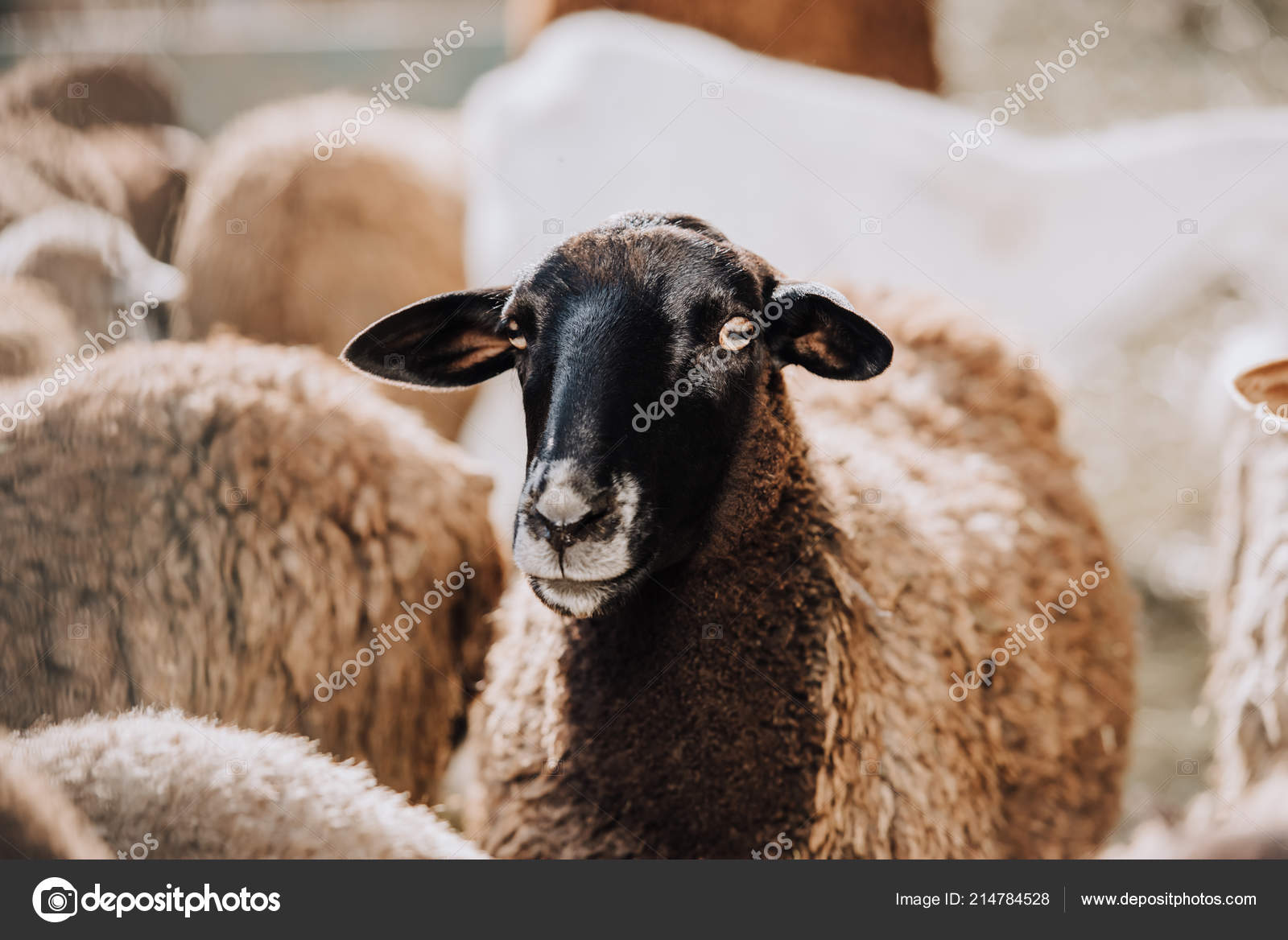 173 730 Mouton Stock Photos Images Download Mouton Pictures On Depositphotos 173 730 Mouton Stock Photos Images Download Mouton Pictures On Depositphotos