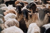 Nahaufnahme einer Herde brauner Schafe, die im Gehege auf einem Bauernhof weiden 