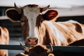 portrét hnědá domácí krávy stojící v kabince na farmě