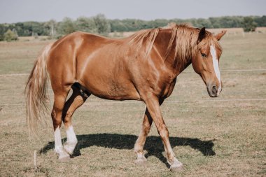 brown beautiful horse grazing on meadow in countryside clipart