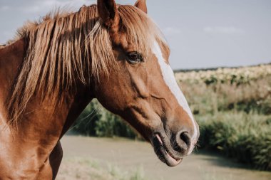 selective focus of beautiful brown horse grazing on meadow in countryside clipart