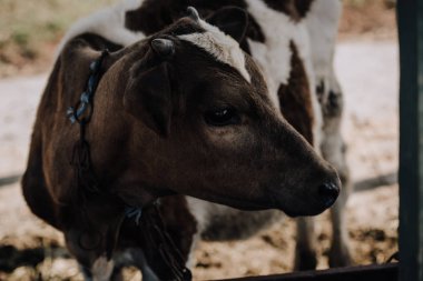 little adorable calf standing in stall at farm  clipart