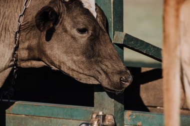 selective focus of adorable domestic calf standing in stall at farm  clipart