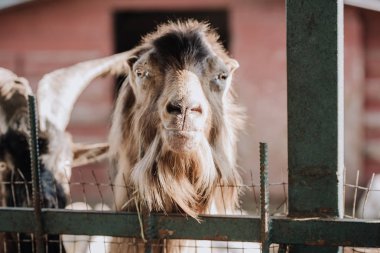 selective focus of camel standing in stall at farm  clipart