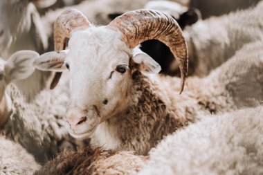 portrait of sheep grazing with herd in corral at farm clipart