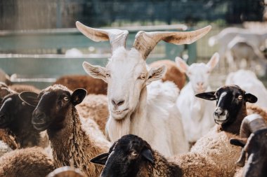 Keçi ile corral çiftliğinde kahverengi koyun otlatma