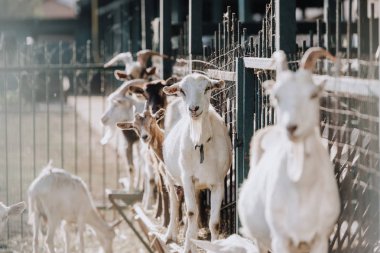 seçici odak corral Çiftliği'içinde metal çit yakın duran iki keçi