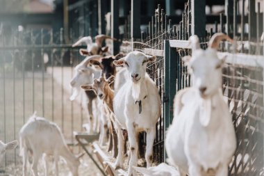 selective focus of goats standing near metal fence in corral at farm clipart