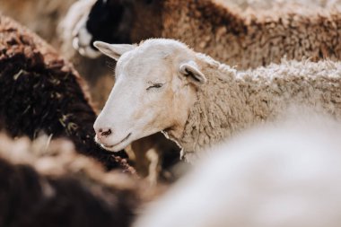 selective focus of sheep grazing with herd in corral at farm clipart