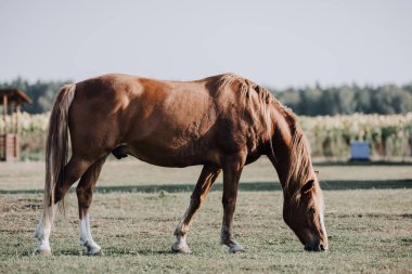 selective focus of beautiful brown horse grazing on meadow at farm clipart