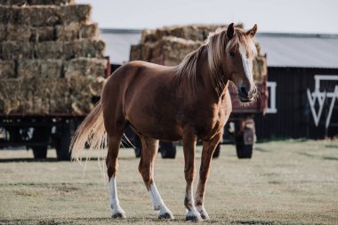 selective focus of beautiful brown horse grazing on meadow with stocked hay behind at farm clipart