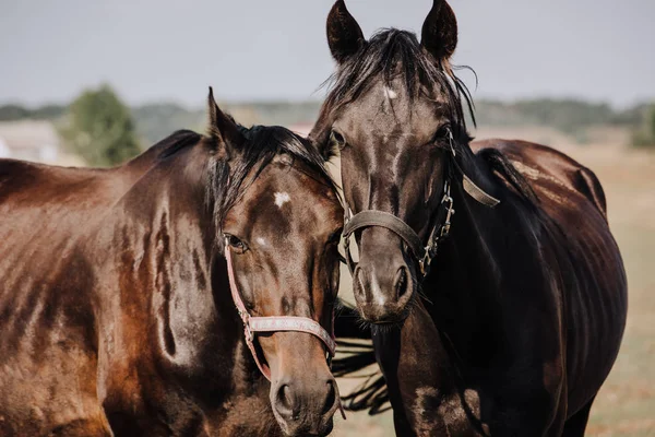 Close Portrait Beautiful Black Horses Grazing Field Countryside — Stock Photo, Image