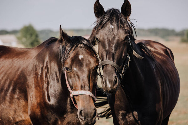 close up portrait of beautiful black horses grazing on field in countryside 